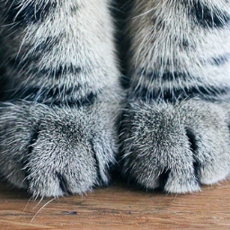 Scottish Fold. Born in Sheffield. Raised in the Midlands. Owner of the worlds first Cat Emporium. Fur-licking Illustration & Design. Launching Winter 2014.