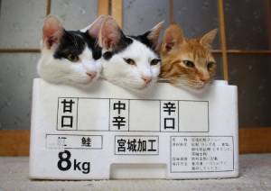 自己中心呟きで基本的に独り言が多い中年中二病患者

最近は保守の方、オタクの方、マニアな方、様々な方達と知り会う事が出来ました。 皆で幸せぇ～～にぃ～なろぉ～～

あっ！アズレンは（ラバウル）でーす！