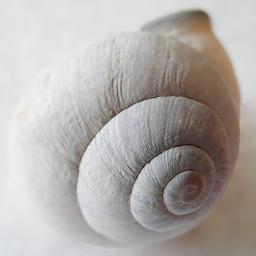 Nettzo's profile picture. Senior