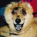 A Dog Named Gucci (@adognamedgucci) Twitter profile photo A Dog Named Gucci (@adognamedgucci) Twitter profile photo