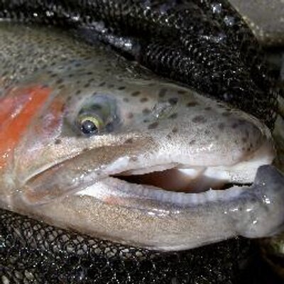 扁平足 本流のニジマスを狙う時は9 の本流竿にフロロの2号とマス針12号 ドラグ機能の無いタックルで70オーバーと真剣勝負 あ 早く春にならないかなぁ 今年こそガンガン行くぞ