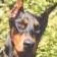 Unleashes Hell (@majdevildog) Twitter profile photo
