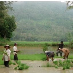 Desa Indonesia