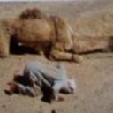 ramadam ghrib (@196994Ghrib) Twitter