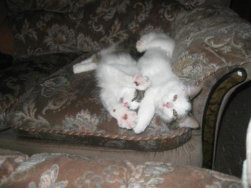 KCCatCarers's profile picture. Hello :) we are the cat carers of Telford, we look after cats and other people's when they are away. We love all cats and they should all have a home #purrfect