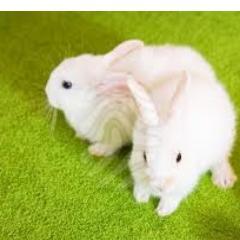 sosigocoelhos's profile picture. 