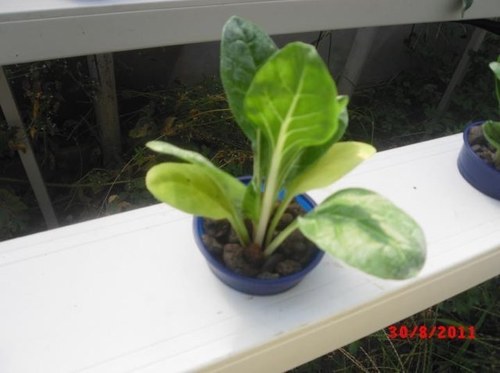 ldroponico's profile picture. 