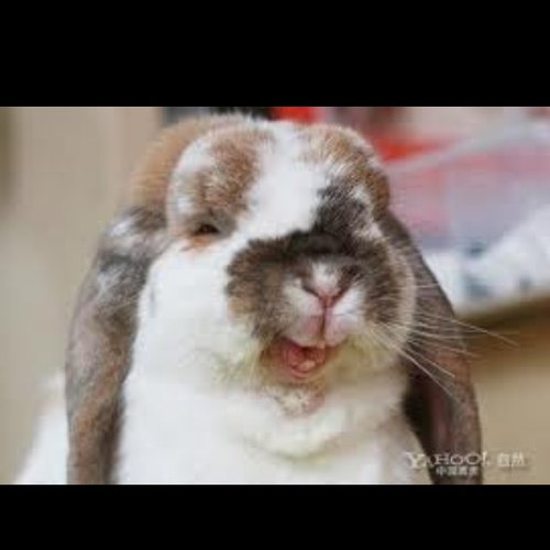 TheFunnyBunnyy's profile picture. 