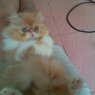 tantrichitra's profile image