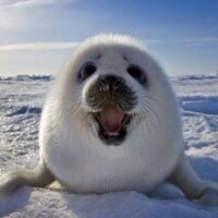 HQ (@hq_xxxxx) 's Twitter Profile