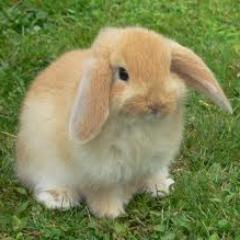 Só sigo coelhos, si eu ti seguir éh puq vc é hum