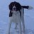 Got2BSpaniels's profile image