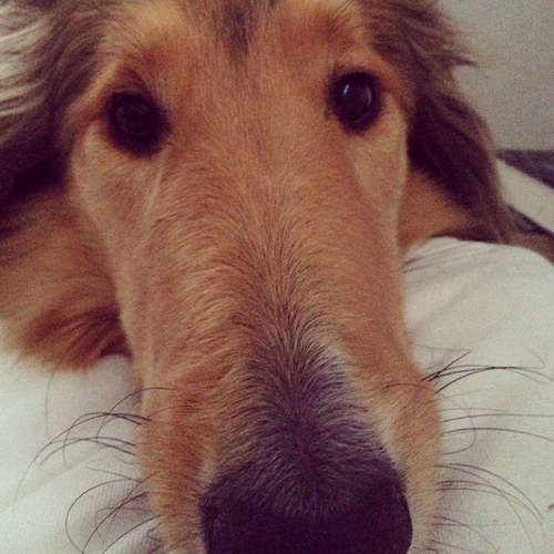 SiriVimme's profile picture. 