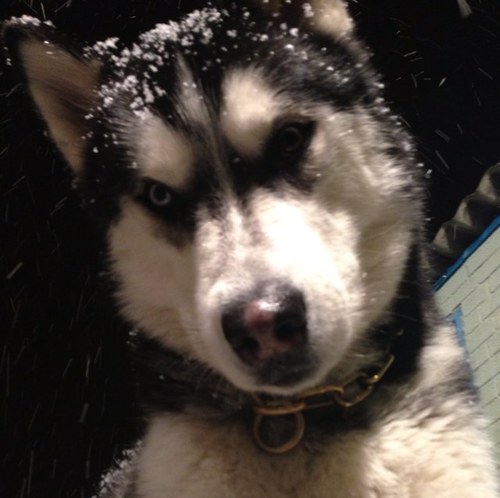 oggie13's profile picture. Rugby player medway rfc - muggie style