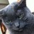 torythecat's profile image