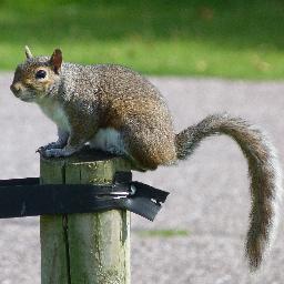 Married. Train driving Squirrel. Loves nature and, er, V8 engines. Happiness is a quiet day!