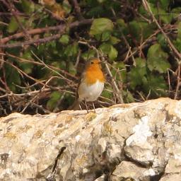 Aves, rocas, flora. Naturaleza en definitiva. Interesado por todo, siempre abierto a aprender.☀️🌿