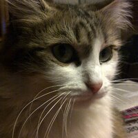 Marie-Claire COUVREUX-LAGADEC (@mclagadec) 's Twitter Profile Photo Marie-Claire COUVREUX-LAGADEC (@mclagadec) 's Twitter Profile Photo