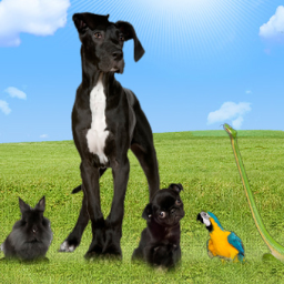 Dierenplaneet's profile picture. Welkom bij Dierenplaneet – uw online dierenwinkel!
Waar je alles kan vinden voor je huisdier en dit aan zeer democratische prijzen, lage verzendkosten!