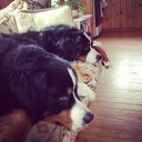 Jackson & Nova - @JacksonandNova - Twitter