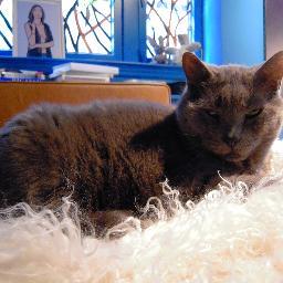 I am the king of grey and in charge of all things cat.