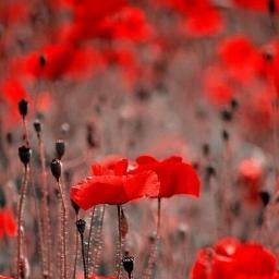 sunbird_sierra's profile picture. 