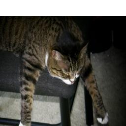 Love cats, reading, crafts and travel