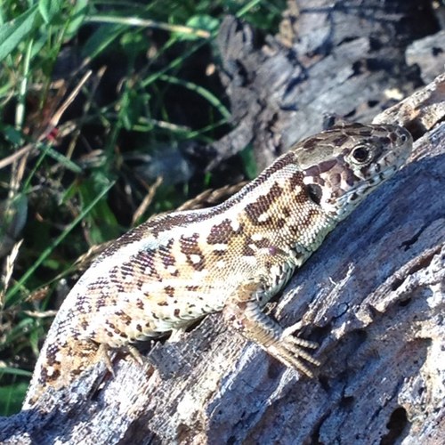 IS010's profile picture. meer hobby's dan tijd ;) | blij met partner, dochter, zoon en hond