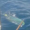 Justin Stephen - @coffeebean8527 - Twitter