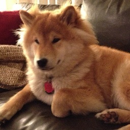 HirotheShiba's profile picture. I live with @eaners, and I enjoy the finer things in life, like puddles, pieces of plastic, and ALL THE PEOPLE FOODS.