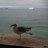 NicolasFauroux's profile image