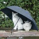 Wendy Storm - @Stormblew - Twitter