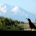 Rosalind Sumner - @siskiyougal - Twitter