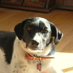 DogNamedDaphne's profile picture. I'm a Lab, Border Collie Mix. My parents are @NickSchweitzer and @AllyMSchweitzer. My brother is @DogNamedLogan