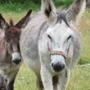 efrain ceja garcia - @efraincejagarci - Twitter