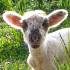 KnittingHowTo's profile picture. design. code. knit. ranch. namaste.