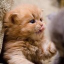 Timothy Thies - @My4hrViagraPill - Twitter