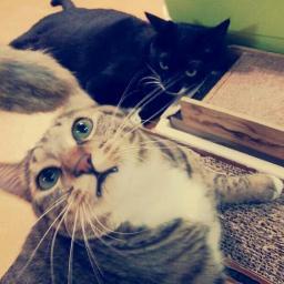 kkam_kko's profile picture. 컴패션 VOC 3기/동물/식물/도도냥과 개냥이의 언니(깜이♥꼬맹이)/커피/불완전채식