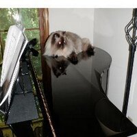 Merrie Soltis (@conservacatgal) 's Twitter Profile