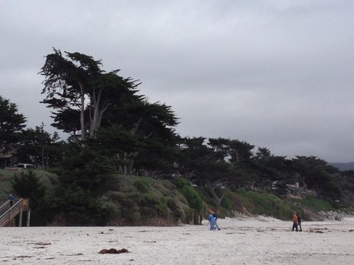 lilygochitown's profile picture. 