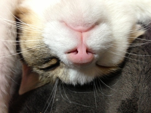 otyamechan's profile picture. どこかにいるかも