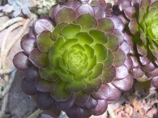 Lover of gardening, nature, cooking, giving back, crafting, watercolor, antiques, Up-cycling, cycling, LIFE!