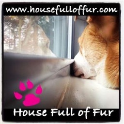 HouseFullOfFur's profile picture. Pet Sitter, Dog Walker, Licensed Veterinary Technician.. Seriously skilled lady.