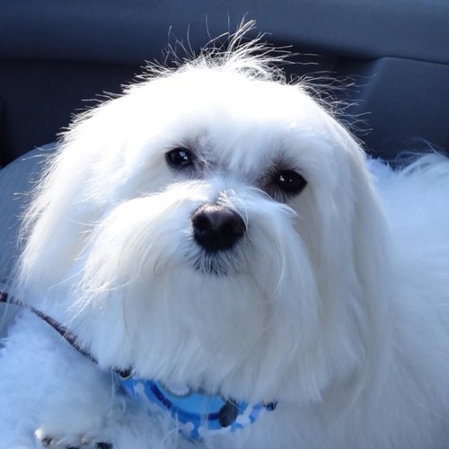 I am a Maltese dog. I am always in a good mood! I love kibble, napping, my toys but I love Mommy the most!