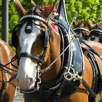Clydesdale Horse (@budweiserhorse) 's Twitter Profile