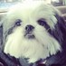 Gracie the Shih Tzu (@gracielushihtzu) Twitter profile photo