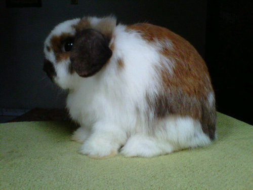 RipontiRabbitry's profile picture. 