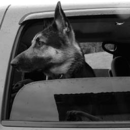 mapleshinemaine's profile picture. 