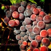 Calistoga AVA Wine (@calistogaava) 's Twitter Profile