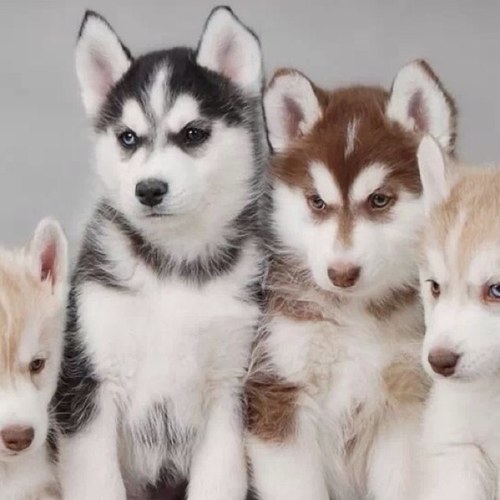 LetsteL's profile picture. こんにちわ。